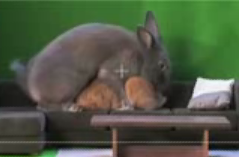 Bunnies Are Lovers, Not Actors